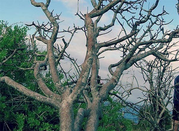 drzewo Palo santo
